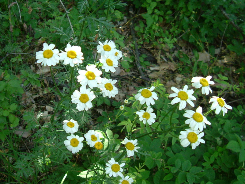 Bellis a Campotrera - no, Anthemis o  Tanacetum sp.